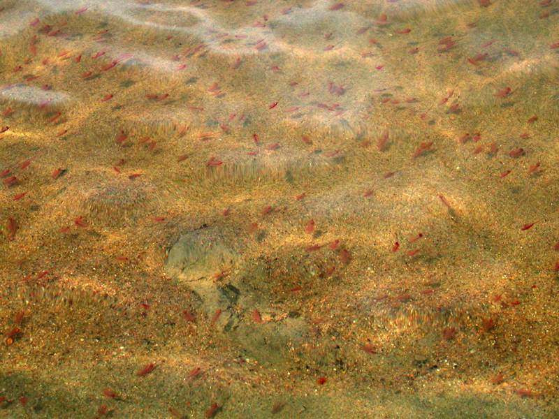 Артемия салина  |  Artemia salina  Brine Shrimp