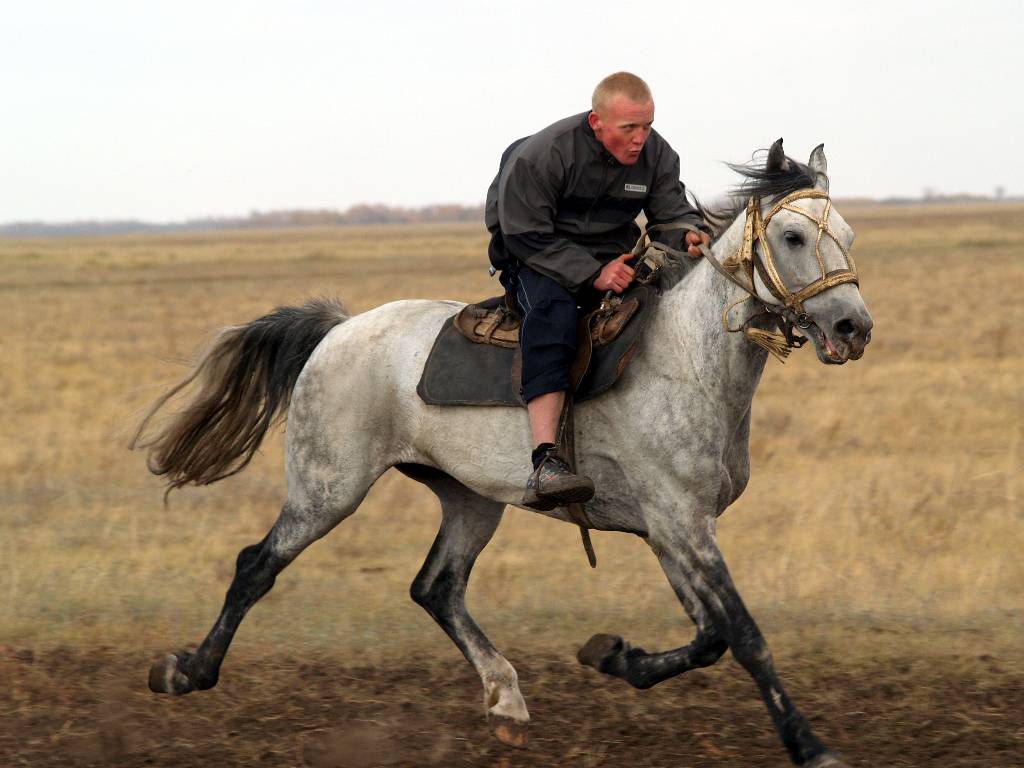 Кони Лошади Horse Pferd