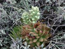 Толстянковые  |  Crassulaceae  |  The Succulents