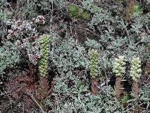 Толстянковые  |  Crassulaceae  |  The Succulents
